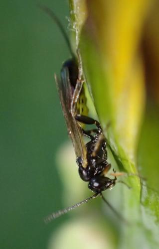 Cremastinae